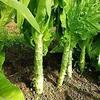 200 Chinese Celtuce, Asparagus Lettuce, Big Stem Lettuce Celery Lettuce Seeds view 1