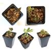 Bloomify Jewel Orchid Collection, Bundle of Five Jewel Orchids, view 1