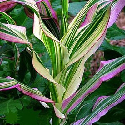 Candy Striped Corn Seeds - 10 Rare Seeds - Pink Zebra Corn- Prized for Popcorn, Corn Meal Flour, and its Beautiful Colored Leaves - Organic and Rare