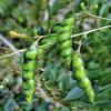 My Favorite Deals 50 Organic Gandules, Pigeon Peas (Cajanus cajan) Seeds view 1