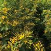 My Favorite Deals 50 Organic Gandules, Pigeon Peas (Cajanus cajan) Seeds view 3