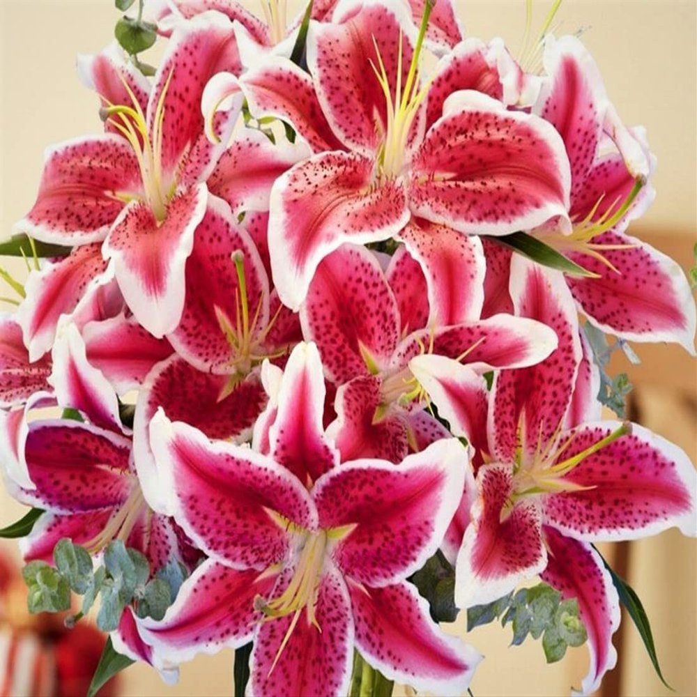 (3) Stargazer Lily Large Flowering Bulbs, Fragrant & Beautiful Flowers