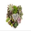Costa Farms Mini Succulent DIY Heart Kit Fully Rooted, 2-inch Live Indoor Plant, 4-Inches Tall, Heart Frame DIY Kit, Housewarming Gift, Room Decor view 1