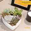 Costa Farms Mini Succulent DIY Heart Kit Fully Rooted, 2-inch Live Indoor Plant, 4-Inches Tall, Heart Frame DIY Kit, Housewarming Gift, Room Decor view 2