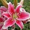 (10) Stargazer Lilies, Large Flowering Bulbs, Fragrant & Beautiful Flowers view 3