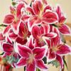 (20) Stargazer Lilies, Large Flowering Bulbs, Fragrant & Beautiful Flowers view 1
