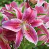 (20) Stargazer Lilies, Large Flowering Bulbs, Fragrant & Beautiful Flowers view 3