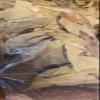 Avocado Leaves, Dried (Hojas de Aguacate), 3oz Herbal view 3