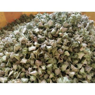 Indian Jadibooti Gokhru Small Chota Gokhru Gokharu Chota Gokharu Small 150 Gram
