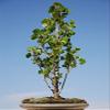 Grow Our Love Bonsai Tree Cutting - Easy to Grow Indoor/Outdoor Bonsai. Gift for Him or Her view 1