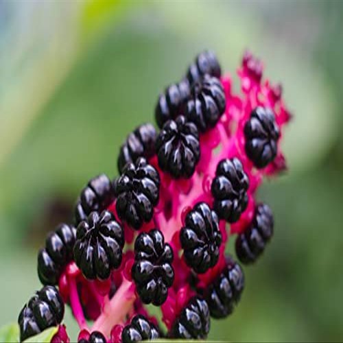 Organic Poke Berries Seeds (Phytolacca Americana) 75 Seeds (1 Grams) - Poke Berries, Polk Berries, Poleberry, Pokeweed, Poke, Pokesalad, Pigeonberr, Inkberry for Planting by Smoke Camp Crafts