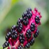 Organic Poke Berries Seeds (Phytolacca Americana) 75 Seeds (1 Grams) - Poke Berries, Polk Berries, Poleberry, Pokeweed, Poke, Pokesalad, Pigeonberr, Inkberry for Planting by Smoke Camp Crafts view 1