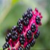 Organic Poke Berries Seeds (Phytolacca Americana) 75 Seeds (1 Grams) - Poke Berries, Polk Berries, Poleberry, Pokeweed, Poke, Pokesalad, Pigeonberr, Inkberry for Planting by Smoke Camp Crafts view 2