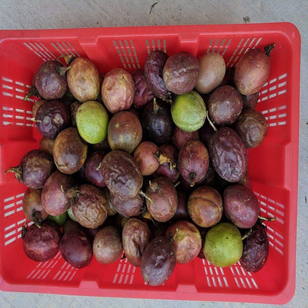 Fresh Passion Fruit by Tang Store, 5 lbs