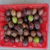 Fresh Passion Fruit by Tang Store, 5 lbs view 1