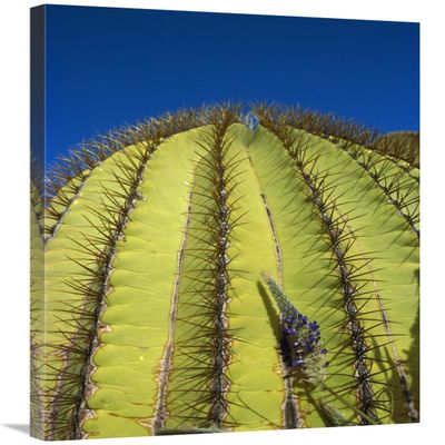 24 x 36 in. Giant Barrel Cactus Detail of Spines, Santa Catalina Island, Sea of Cortez, Baja California, Mexico Art Print - Tui De Roy