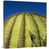 24 x 36 in. Giant Barrel Cactus Detail of Spines, Santa Catalina Island, Sea of Cortez, Baja California, Mexico Art Print - Tui De Roy view 1