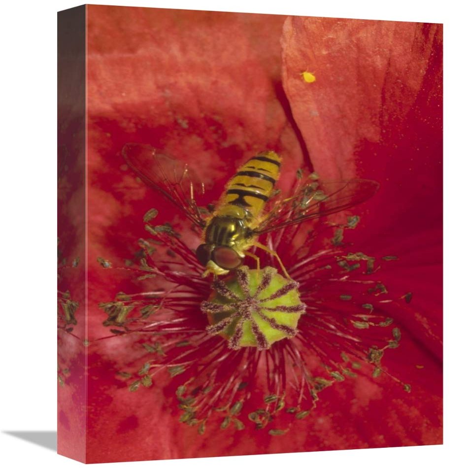 12 x 18 in. Marmalade Hover Fly Collecting Pollen from Red Poppy, Germany Art Print - Konrad Wothe
