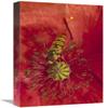 12 x 18 in. Marmalade Hover Fly Collecting Pollen from Red Poppy, Germany Art Print - Konrad Wothe view 1