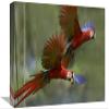 12 x 18 in. Scarlet Macaw Pair Flying with Palm Fruit, Costa Rica Art Print - Tim Fitzharris view 1