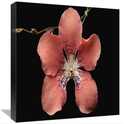 12 x 18 in. Orchid Flower, Sabah, Borneo, Malaysia Art Print - Chien Lee