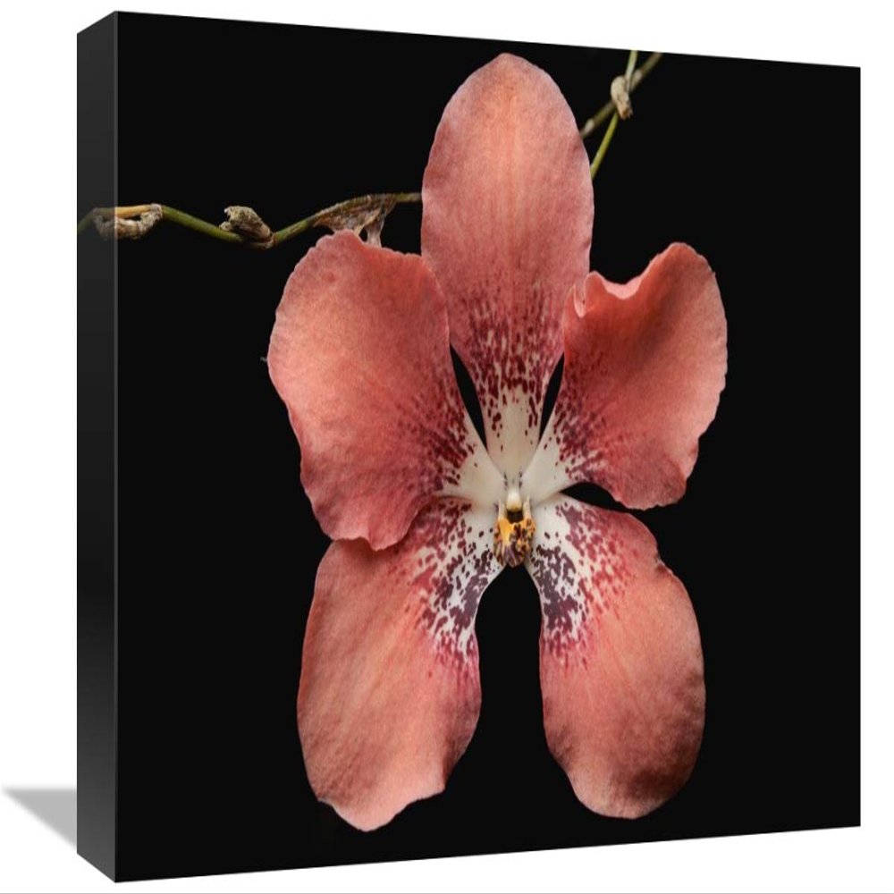 12 x 18 in. Orchid Flower, Sabah, Borneo, Malaysia Art Print - Chien Lee