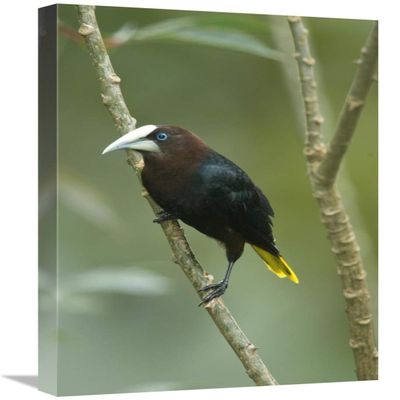 16 x 24 in. Chestnut-Headed Oropendola, Costa Rica Art Print - Steve Gettle