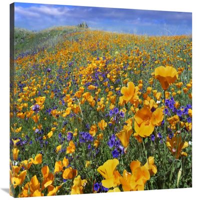 28 x 35 in. California Poppy & Desert Bluebell Flowers, Antelope Valley, California Art Print - Tim Fitzharris
