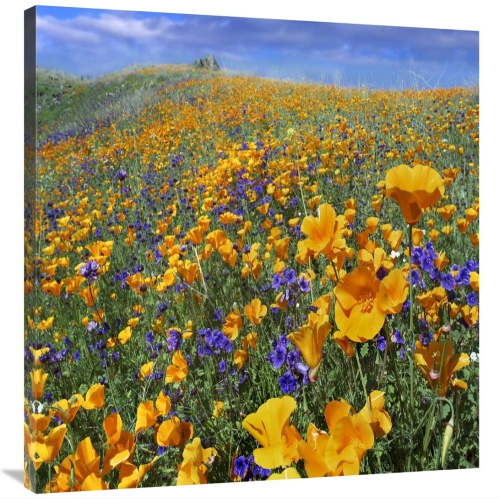 28 x 35 in. California Poppy & Desert Bluebell Flowers, Antelope Valley, California Art Print - Tim Fitzharris