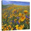 28 x 35 in. California Poppy & Desert Bluebell Flowers, Antelope Valley, California Art Print - Tim Fitzharris view 1