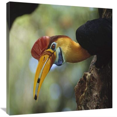 20 x 30 in. Sulawesi Red-Knobbed Hornbill Male Delivering Figs to Female, Sulawesi, Indonesia Art Print - Tui De Roy