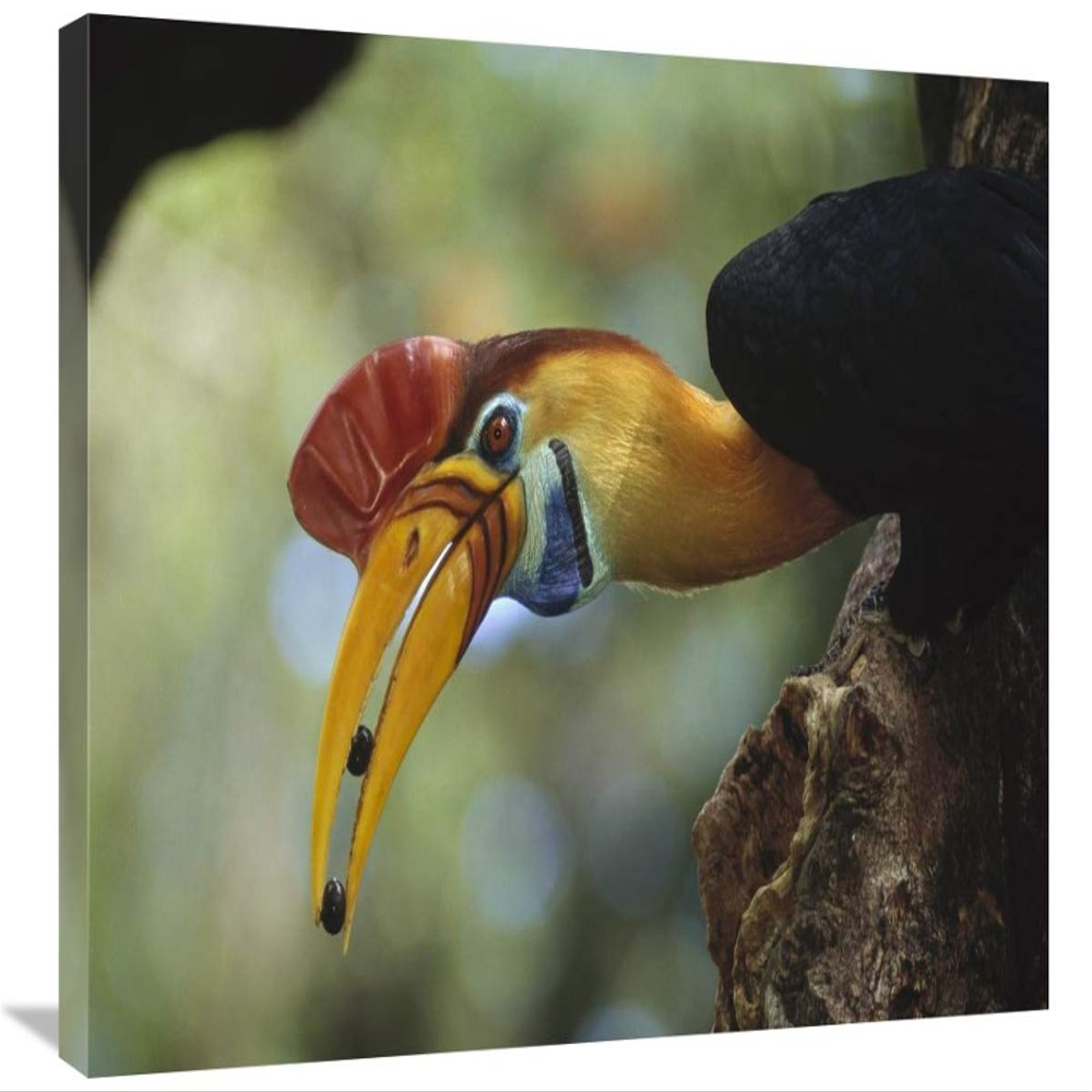 20 x 30 in. Sulawesi Red-Knobbed Hornbill Male Delivering Figs to Female, Sulawesi, Indonesia Art Print - Tui De Roy