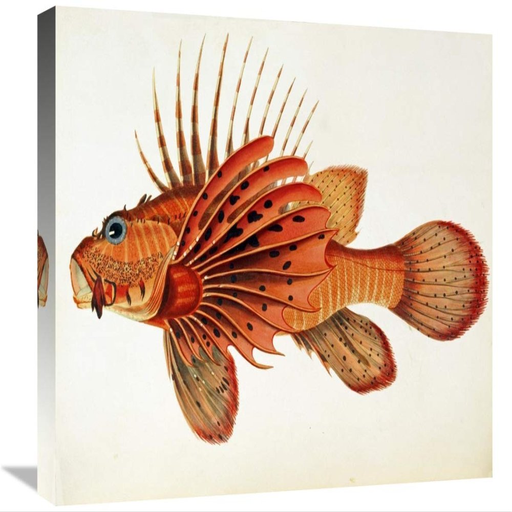 22 in. Fishes Found on The Coast of Ceylon Art Print - John Whitchurch Bennett