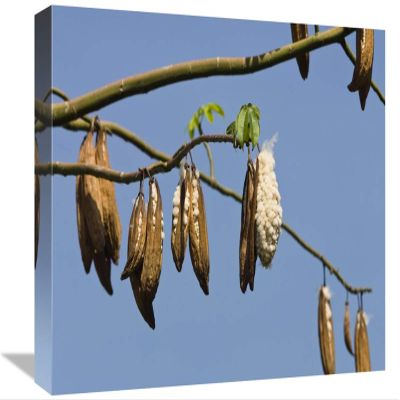 12 x 18 in. Kapok Ripe Fruits, India Art Print - Konrad Wothe