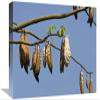 12 x 18 in. Kapok Ripe Fruits, India Art Print - Konrad Wothe view 1