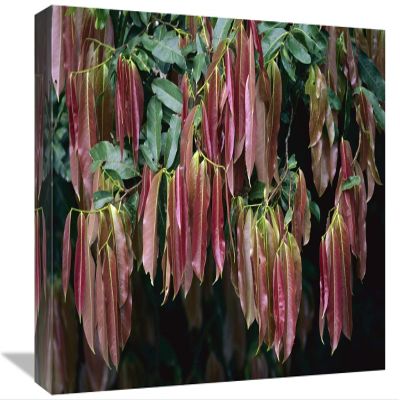 12 x 18 in. Young Red Leaves Lacking Chlorophyll, Barro Colorado Island, Panama Art Print - Christian Ziegler