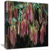 12 x 18 in. Young Red Leaves Lacking Chlorophyll, Barro Colorado Island, Panama Art Print - Christian Ziegler view 1
