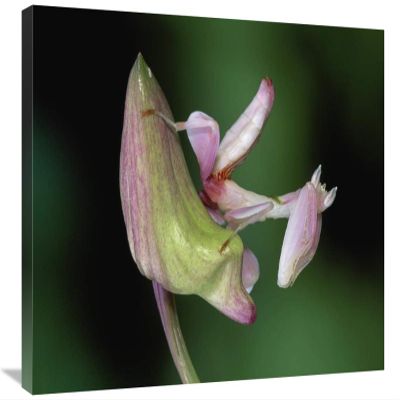 20 x 30 in. Orchid Mantis Camouflaged on Flower, Borneo, Malaysia Art Print - Thomas Marent
