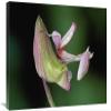 20 x 30 in. Orchid Mantis Camouflaged on Flower, Borneo, Malaysia Art Print - Thomas Marent view 1