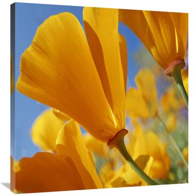 24 x 32 in. California Poppy Flowers, Antelope Valley, California Art Print - Tim Fitzharris