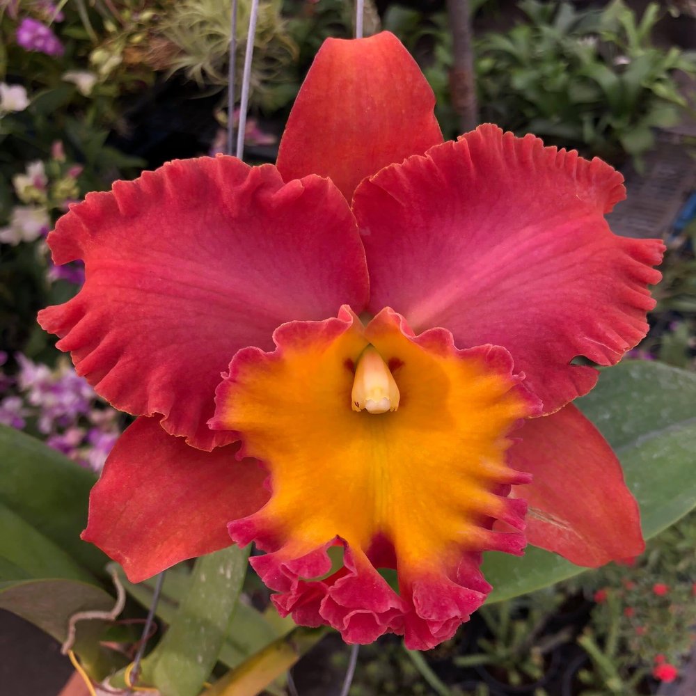 RLC. Orange Diamond Throat of Gold Comes in 2" Pot
