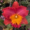 RLC. Orange Diamond Throat of Gold Comes in 2" Pot view 1
