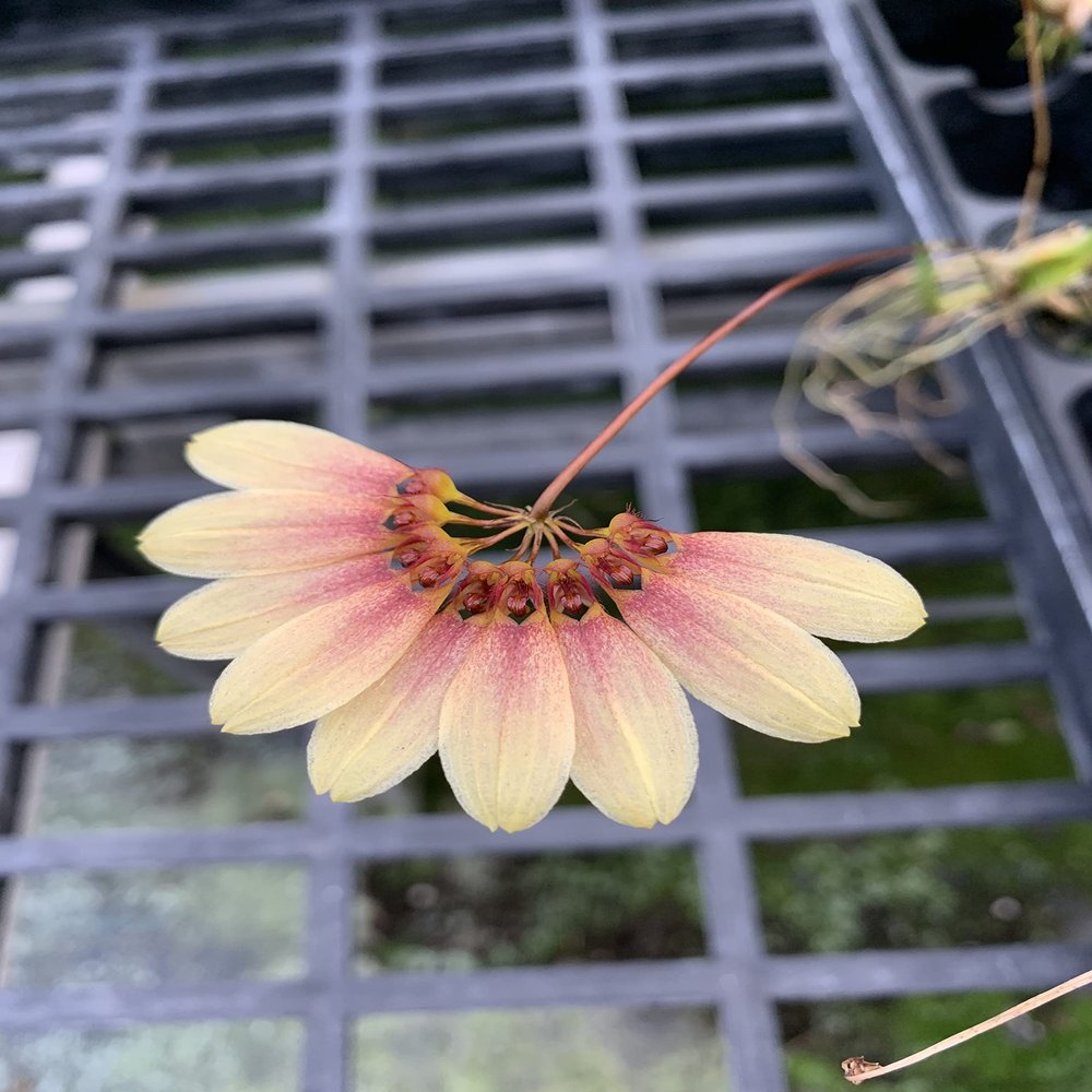 Bulb. Daisy Chain (Makoyanum x Cumingii) 4"