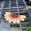 Bulb. Daisy Chain (Makoyanum x Cumingii) 4" view 1