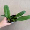 Bulb. Daisy Chain (Makoyanum x Cumingii) 4" view 2