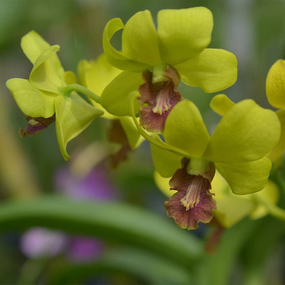 Dendrobium Yellow OT286 Comes in 4" Pot