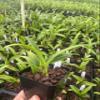 Dendrobium Yellow OT286 Comes in 4" Pot view 2