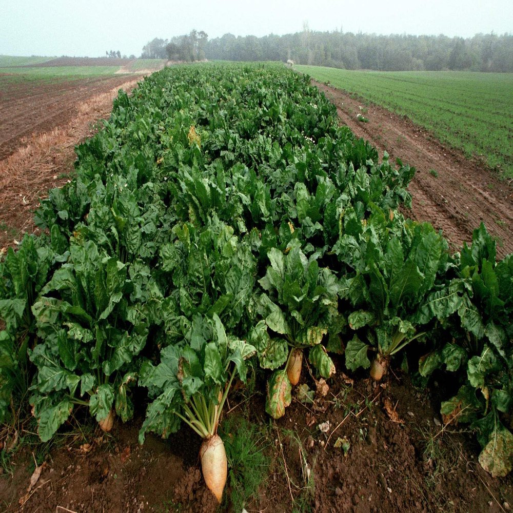 Hancock Seed Co. Sugar Beet Seeds, 50 lbs.