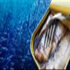 SARDINES MILLESIMATE IN OLIVE OIL view 2