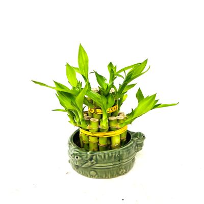 JM BAMBOO Two-Tiered Lucky Bamboo Arrangement 3'' 'Frogs Decor Vase'